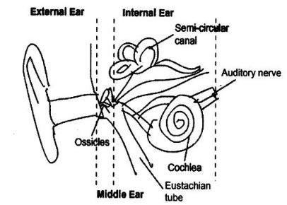 NCERT Solutions Class 9 Science sound