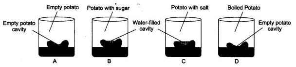 NCERT Solutions Class 9 Science Fundamental Unit of Life