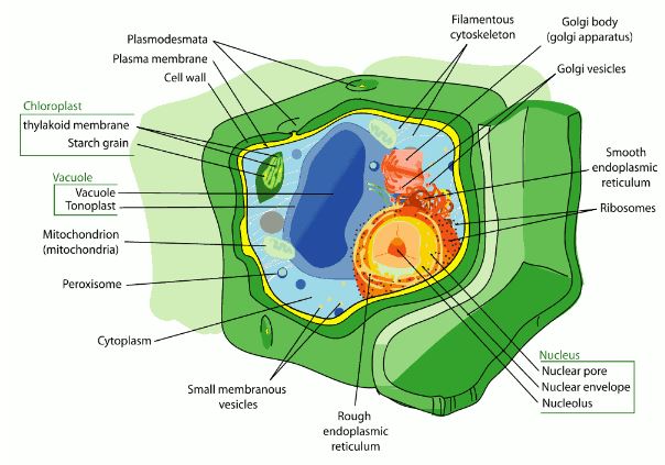 labelled diagram of plant cell and label its parts