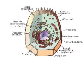 labelled diagram of animal cell