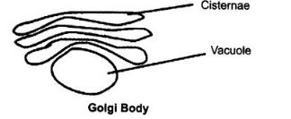 Explain the structure and function of Golgi bodies.