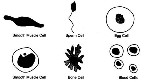 various cells of human body