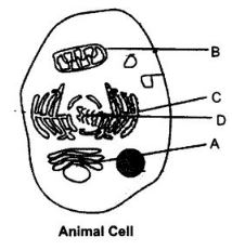 NCERT Solutions Class 9 Science Fundamental Unit of Life