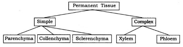 NCERT Solutions Class 9 Science Tissues
