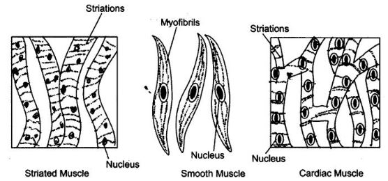 NCERT Solutions Class 9 Science Tissues