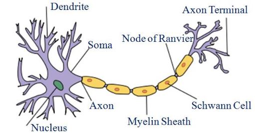 NCERT Solutions Class 9 Science Tissues