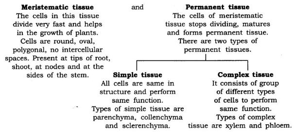 NCERT Solutions Class 9 Science Tissues