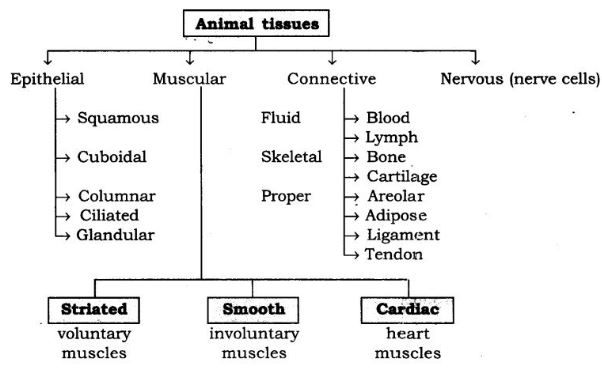 NCERT Solutions Class 9 Science Tissues
