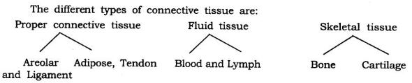 NCERT Solutions Class 9 Science Tissues