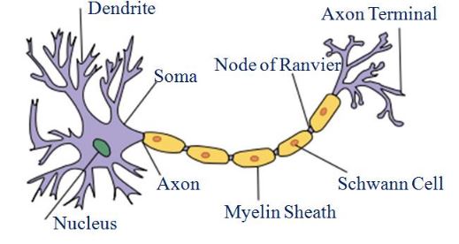 NCERT Solutions Class 9 Science Tissues