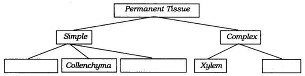 NCERT Solutions Class 9 Science Tissues
