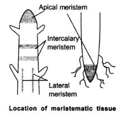 NCERT Solutions Class 9 Science Tissues