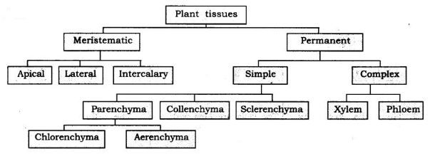 NCERT Solutions Class 9 Science Tissues