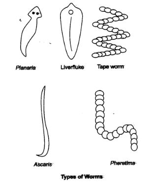 NCERT Solutions Class 9 Science Tissues