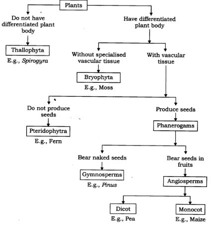 NCERT Solutions Class 9 Science Tissues