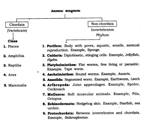 NCERT Solutions Class 9 Science Tissues