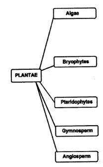 NCERT Solutions Class 9 Science Tissues