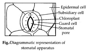 NCERT Solutions Class 11 biology Anatomy of Flowering Plants