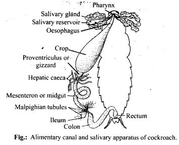 NCERT Solutions Class 11 biology