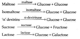 polysaccharides and disaccharides digested