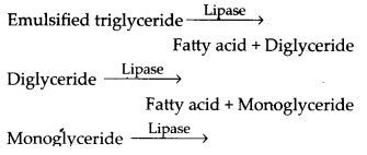 How does butter in your food get digested