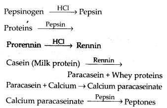 main steps in the digestion of proteins