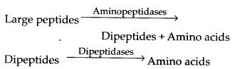 main steps in the digestion of proteins