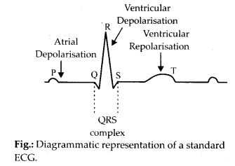 tandard ECG and explain the different segments