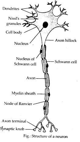 labelled diagrams of Neuron