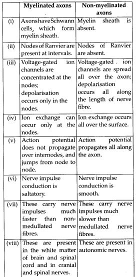 Differences between myelinated and non-myelinated axons