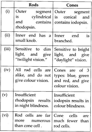 differences between rods and cones