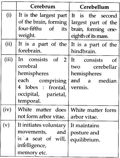 differences between Cerebrum and cerebellum