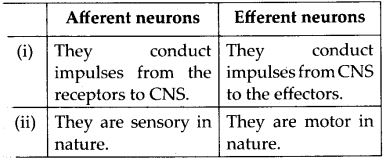 difference between Afferent neurons and efferent neurons