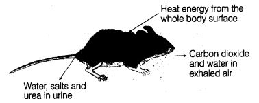 NCERT Solutions Class 10 Science our environment