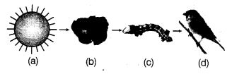 NCERT Solutions Class 10 Science our environment