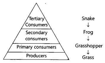 NCERT Solutions Class 10 Science our environment