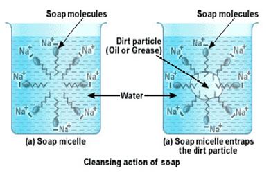 NCERT Solutions Class 10 Science Carbon and its Compounds