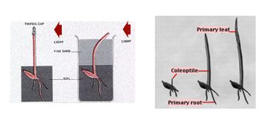 NCERT Solutions Class 10 Science Control And Coordination