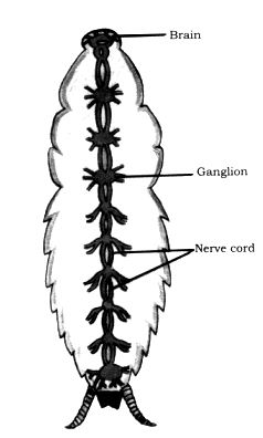 NCERT Solutions Class 10 Science Control And Coordination