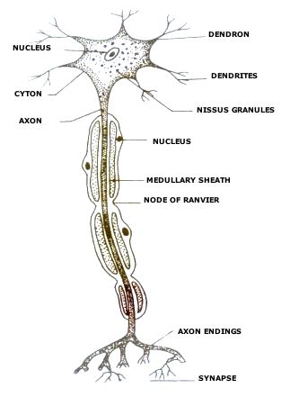 NCERT Solutions Class 10 Science Control And Coordination