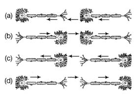 NCERT Solutions Class 10 Science Control And Coordination