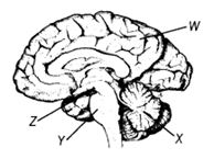 NCERT Solutions Class 10 Science Control And Coordination