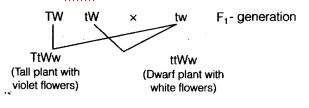 NCERT Solutions Class 10 Science Heredity and Evolution