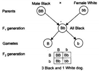 NCERT Solutions Class 10 Science Heredity and Evolution