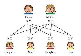 NCERT Solutions Class 10 Science Heredity and Evolution