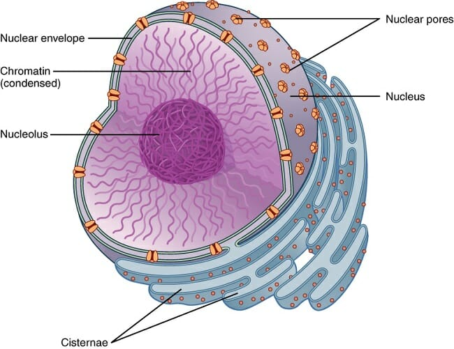 NCERT Solutions Class 12 Nuclei